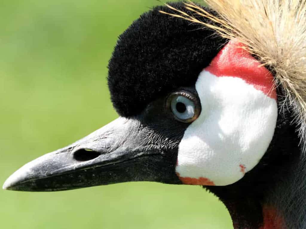 20 Vogelarten nicht mehr “schützenswert”! -Naturschutz versus Windkraftlobbyismus